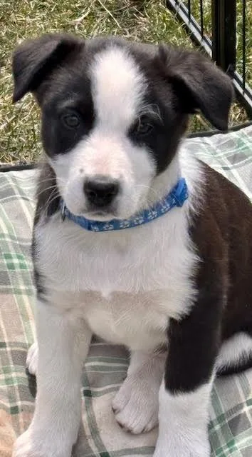A baby medium-sized female Border Collie dog named Cricket for adoption in Minneapolis, MN