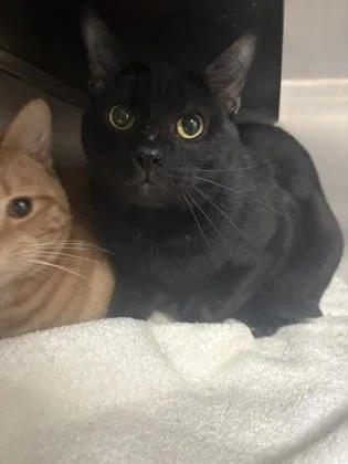 An adult medium-sized male Domestic Short Hair cat named Strasbourg for adoption in West Chester, PA