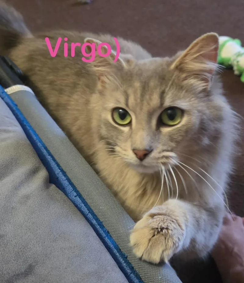 Virgo