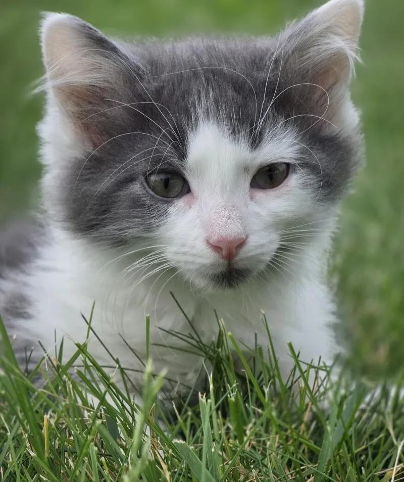 A baby small-sized male Domestic Long Hair cat named Tarin for adoption in Huntington, IN