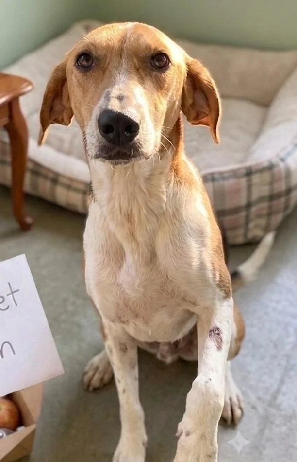 An adult medium-sized male American Foxhound dog named Biscuit for adoption in Manning, SC