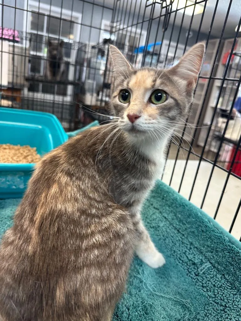 An adult medium-sized female Gray & White Domestic Short Hair cat named Starling for adoption in Winnsboro, SC