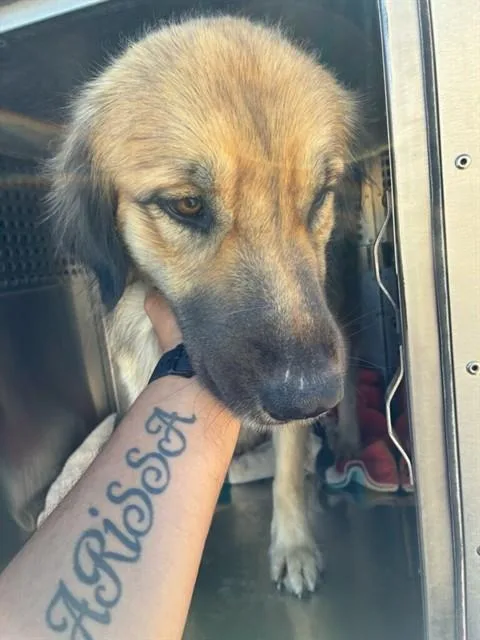 An adult large-sized male Golden Retriever dog named Mr Magic for adoption in Phoenix, AZ