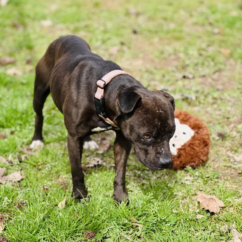 An adult medium-sized female Black Mixed Breed dog named Babygirl for adoption in Auburn, AL