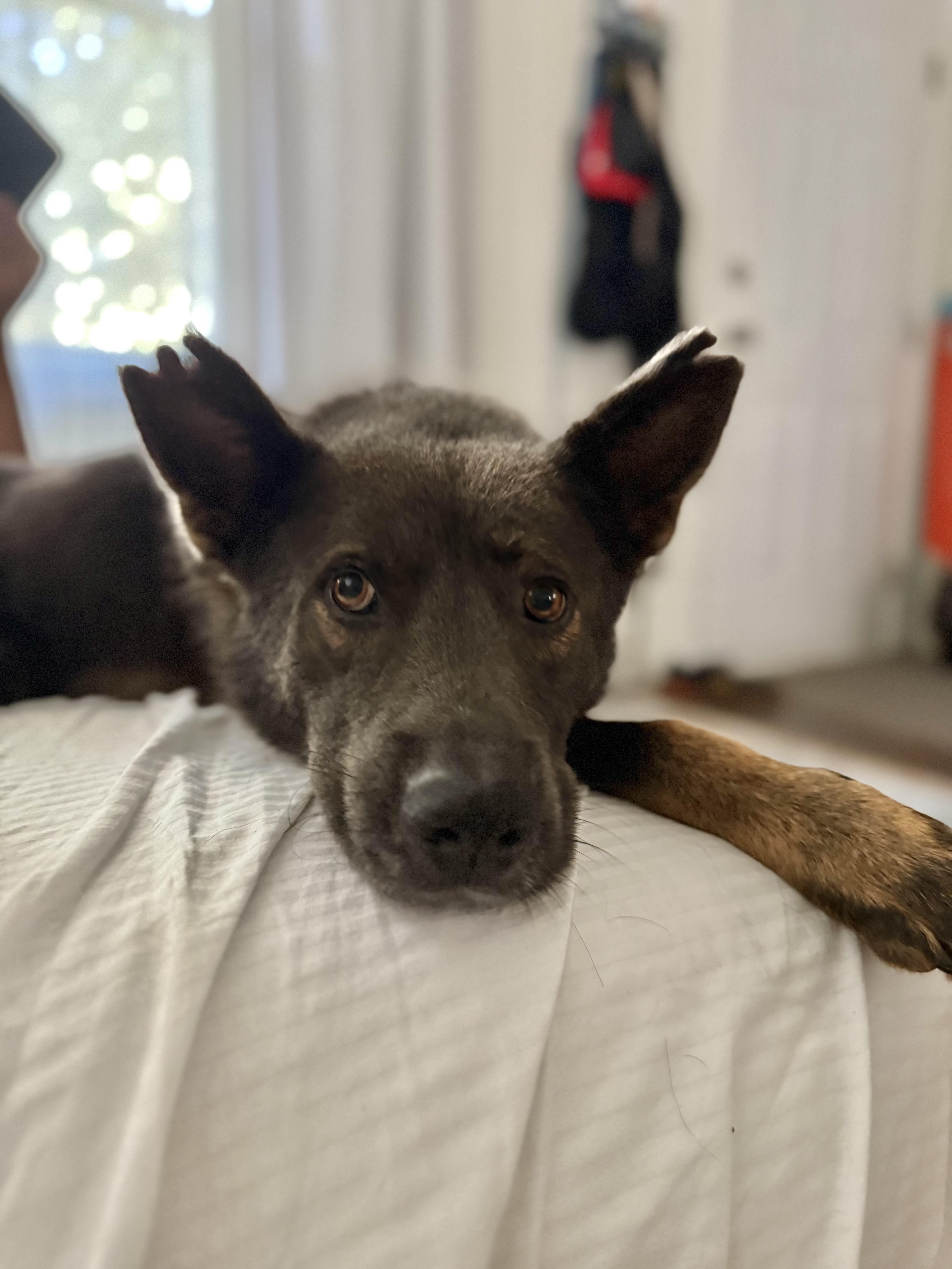 Handsome thumbnail 4