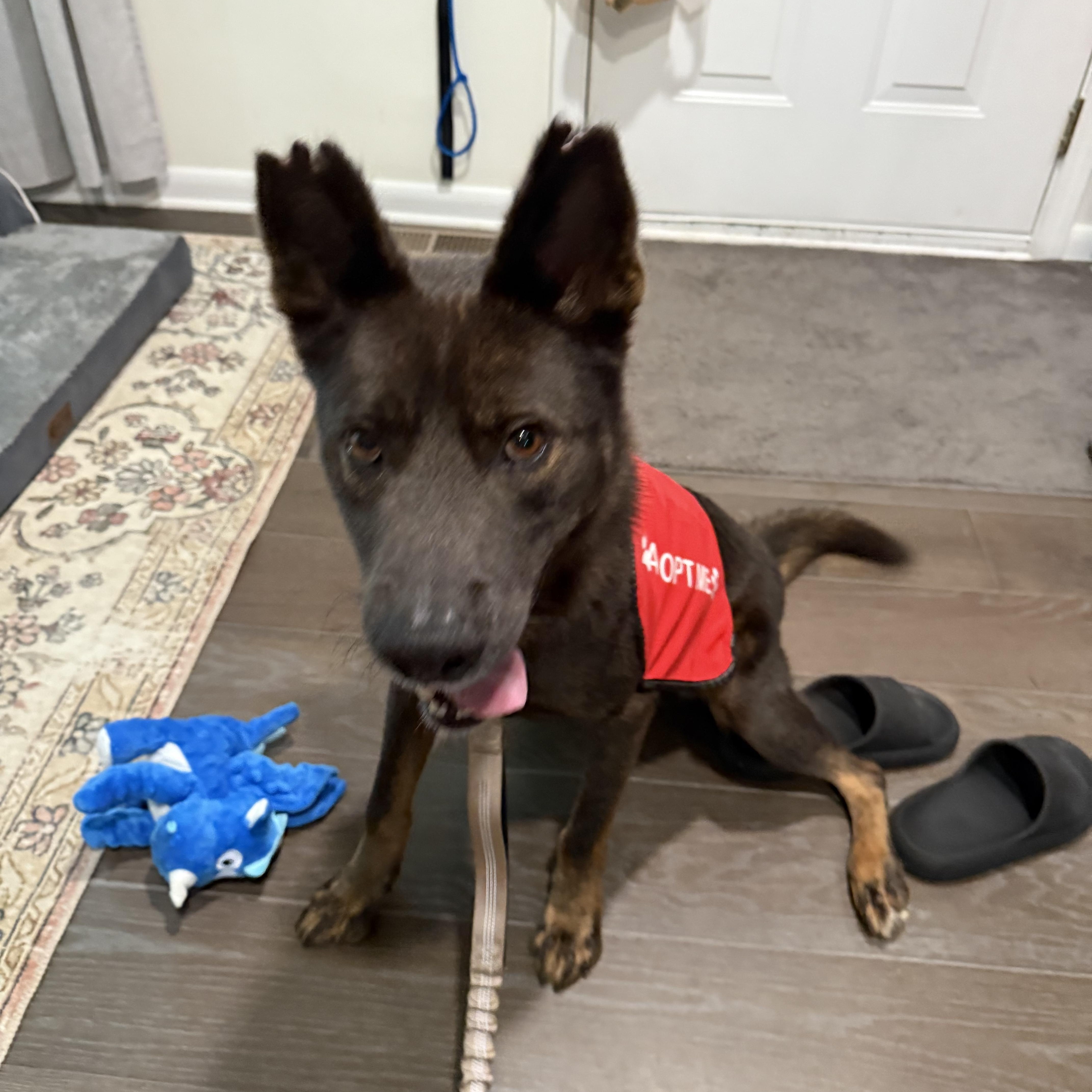 Handsome thumbnail 5