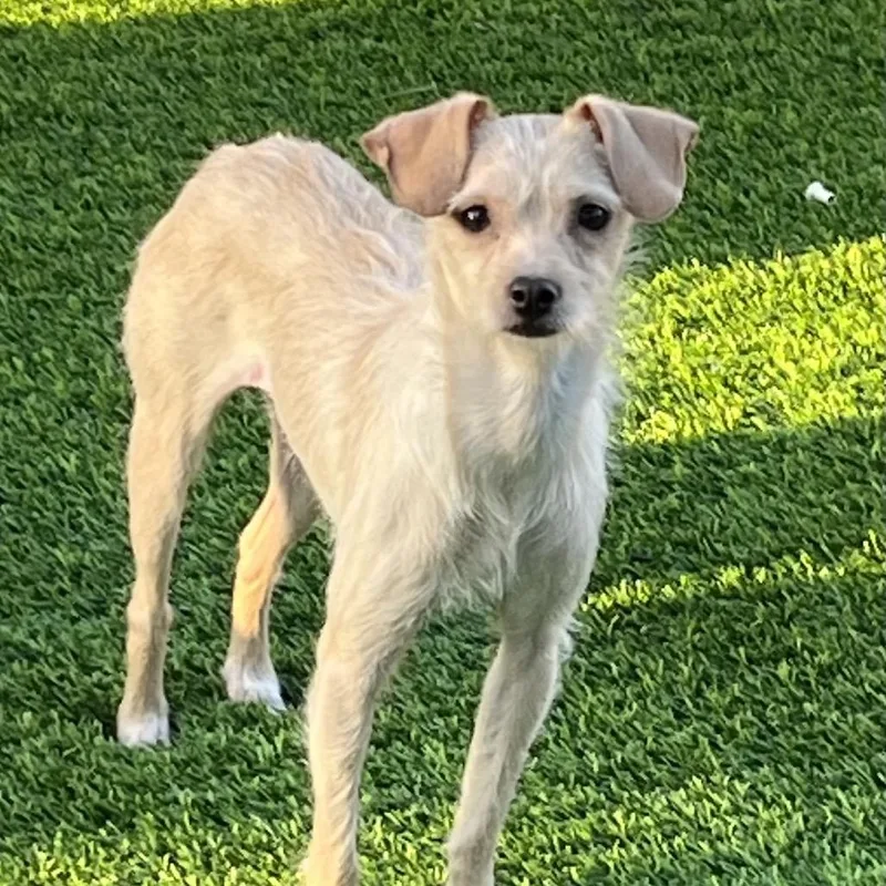 An adult small-sized female White / Cream Terrier dog named Katie Marie for adoption in Las Vegas, NV