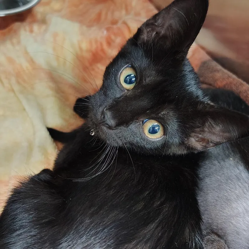 A baby small-sized male Domestic Short Hair cat named Felix for adoption in Vieques, PR