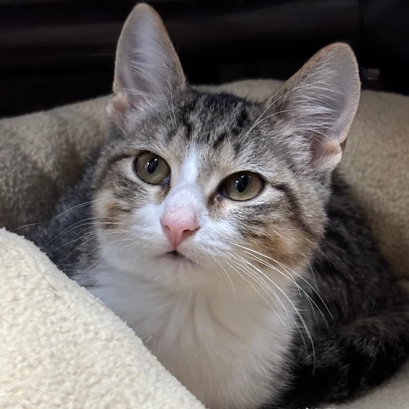 A baby small-sized male Brown / Chocolate Domestic Short Hair cat named Nikki for adoption in Davenport, IA