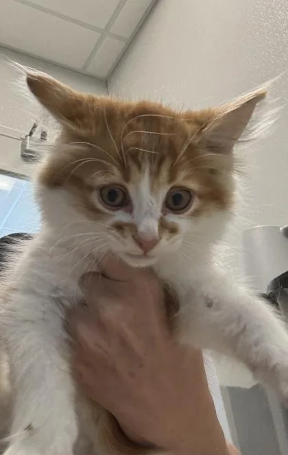 A young small-sized male Domestic Long Hair cat named Orion for adoption in Lafayette, IN