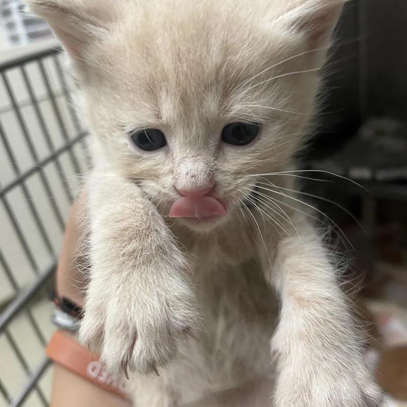 A baby small-sized male Orange / Red Domestic Short Hair cat named Grizzly for adoption in Gloucester, VA