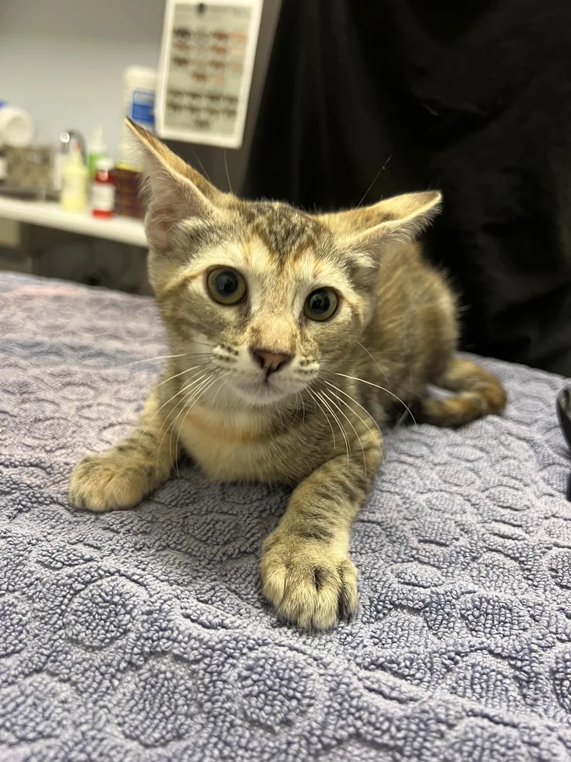 A baby small-sized female Domestic Short Hair cat named Milky Way for adoption in Chico, CA