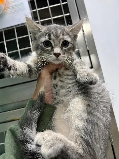 A baby small-sized female Domestic Short Hair cat named Feta for adoption in Chickamauga , GA