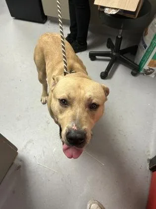An adult large-sized male Mixed Breed dog named Butters for adoption in West Chester, PA