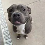 An adult large-sized female Gray / Blue / Silver Pit Bull Terrier dog named Fiona for adoption in Moline, IL