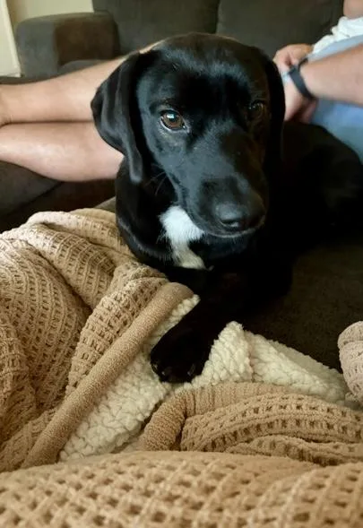 A young medium-sized male Black Labrador Retriever dog named Chip for adoption in Lewisville, IN