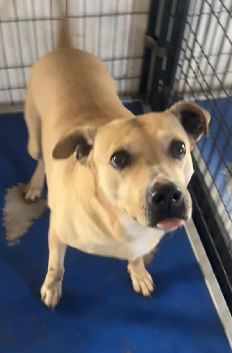 An adult medium-sized female American Staffordshire Terrier dog named Mocha for adoption in Canyon, TX