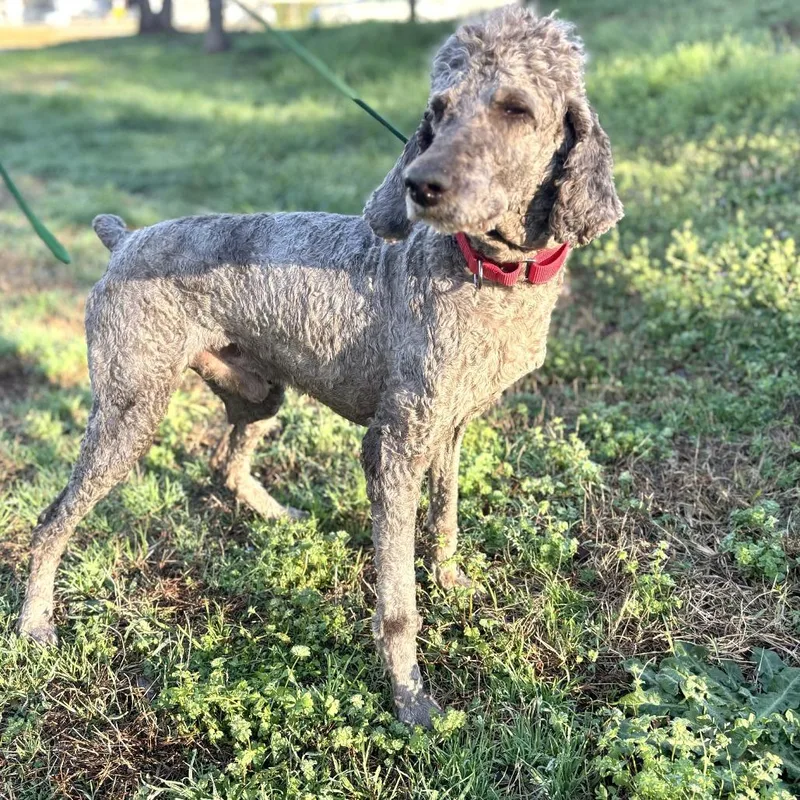A senior medium-sized male Brown / Chocolate Poodle dog named Edison for adoption in Long Island City, NY