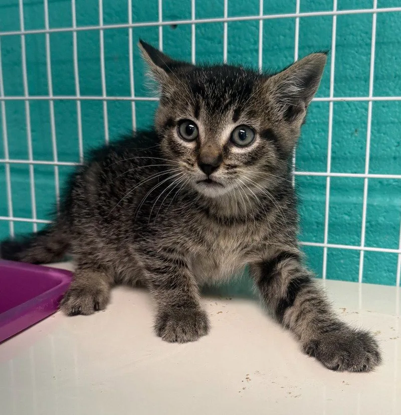 A baby medium-sized male Domestic Short Hair cat named Bobby for adoption in St. Helens, OR