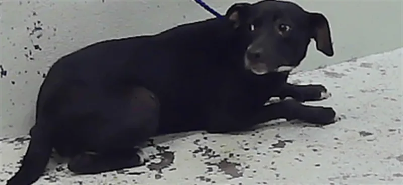 A young medium-sized female Staffordshire Bull Terrier dog named Bella for adoption in Houston, TX