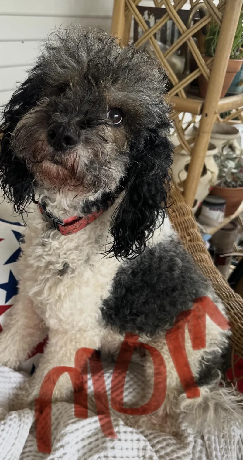 A young medium-sized male Labradoodle dog named Packo for adoption in Louise, TX