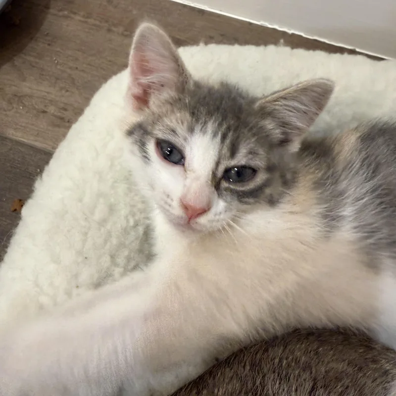 A baby small-sized female Dilute Calico cat named Ruby for adoption in Bentonville, AR