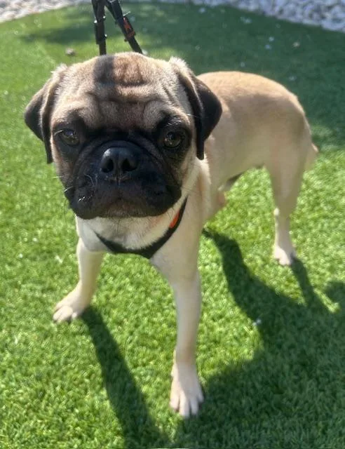 A baby small-sized male Pug dog named Tito for adoption in Dallas, TX