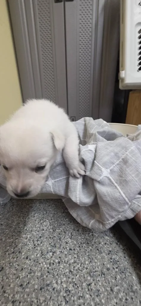 A baby small-sized female German Shepherd Dog dog named Chancey for adoption in Syracuse, IN