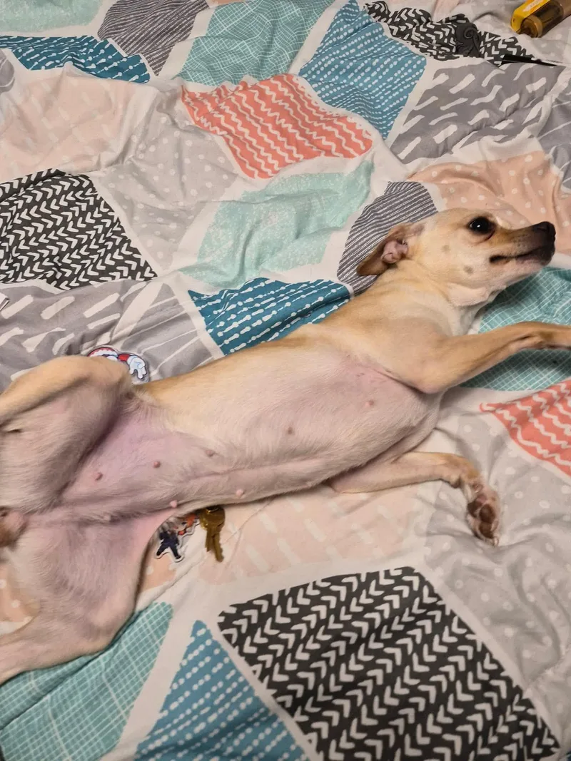 An adult small-sized female Chihuahua dog named Lolrossi for adoption in Billings, MT