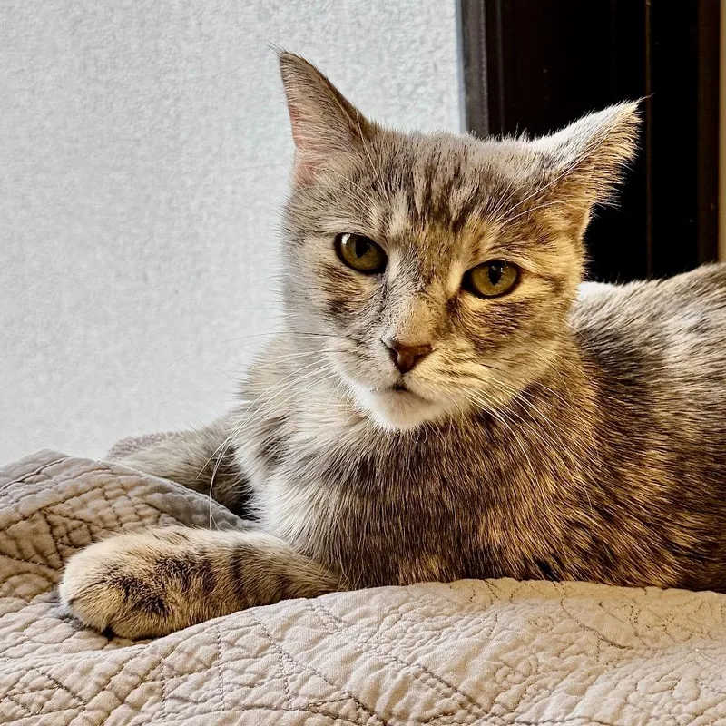 A senior large-sized female Gray / Blue / Silver Domestic Medium Hair cat named Cudi for adoption in Palm Springs, CA