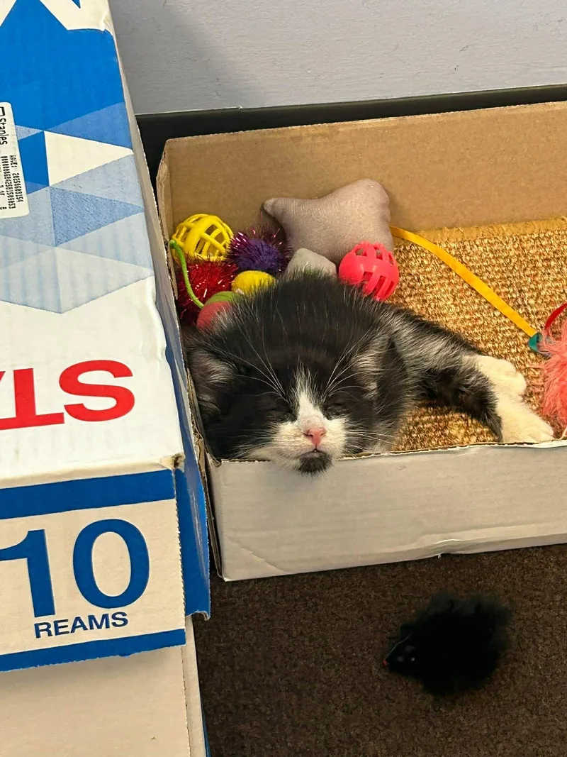 A baby medium-sized male Black & White / Tuxedo Domestic Short Hair cat named Tom for adoption in East Lansing, MI