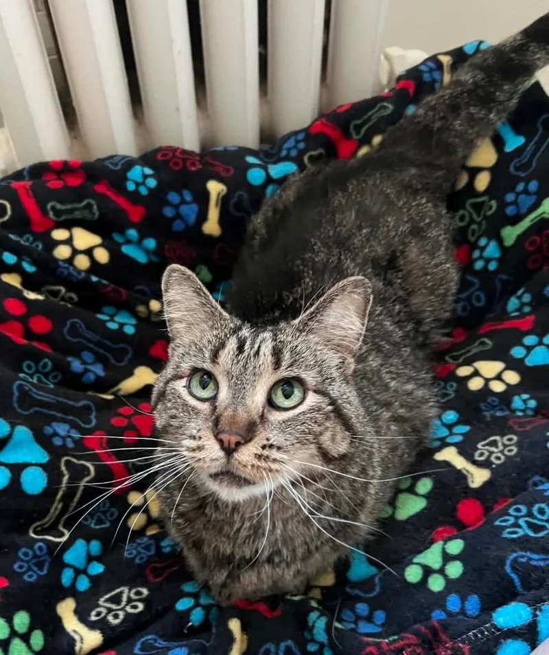 An adult medium-sized female Domestic Short Hair cat named Truffle for adoption in Fond Du Lac, WI