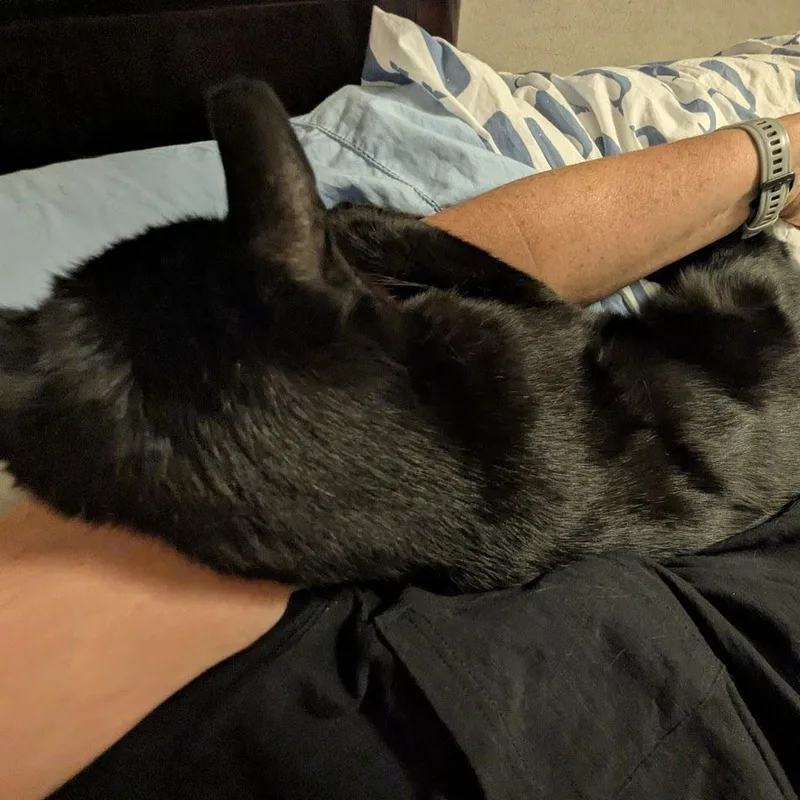 A senior medium-sized male Black Domestic Short Hair cat named Prince for adoption in Murray, UT