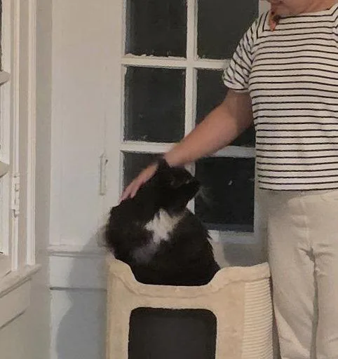 A senior medium-sized male Black & White / Tuxedo Domestic Long Hair cat named Dominoe for adoption in Macedonia, OH