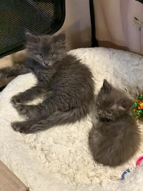 A baby medium-sized female Gray / Blue / Silver Russian Blue cat named Molly Contact Sylva for adoption in Sherman Oaks, CA