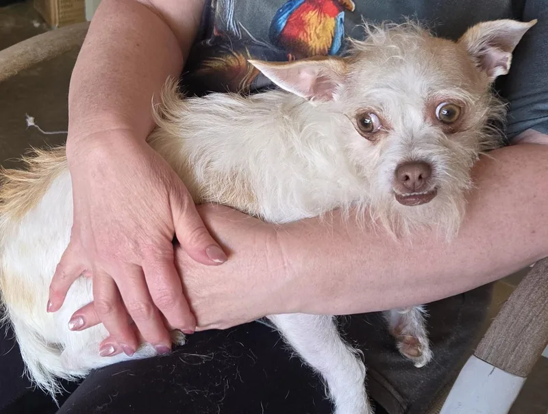 An adult small-sized female White / Cream Chihuahua dog named Sugar Cookie for adoption in Thornton, CO
