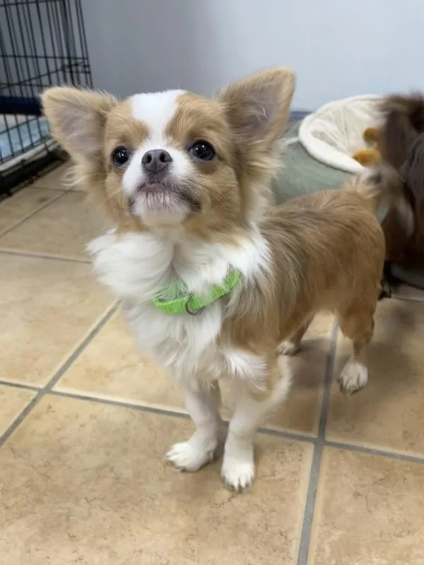 A young small-sized male Chihuahua dog named Pepperjack for adoption in Oakland, NJ