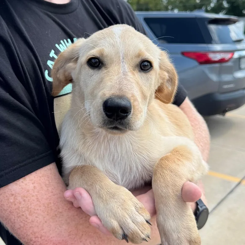 A baby medium-sized female Yellow / Tan / Blond / Fawn Mixed Breed dog named Lauren for adoption in Cape Girardeau, MO