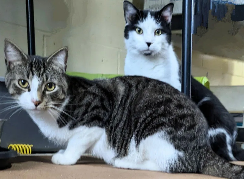 An adult medium-sized male Domestic Medium Hair cat named Cry Baby for adoption in Apollo, PA