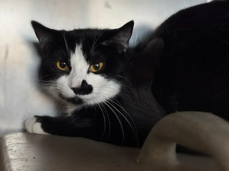 A young small-sized female Domestic Short Hair cat named Frankie Stein for adoption in Powell, OH