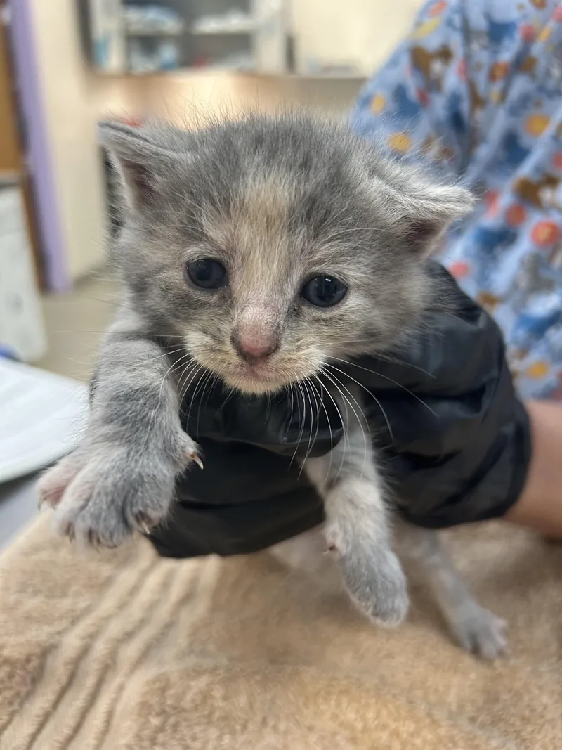 A baby small-sized female Domestic Short Hair cat named Willow for adoption in Palm Coast, FL