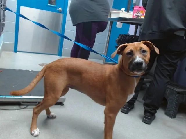 A young medium-sized female Boxer dog named Mocha for adoption in Albuquerque, NM