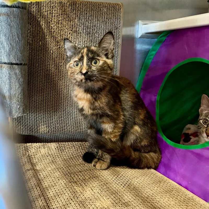 A baby small-sized female Domestic Short Hair cat named Bekka for adoption in Park Falls, WI