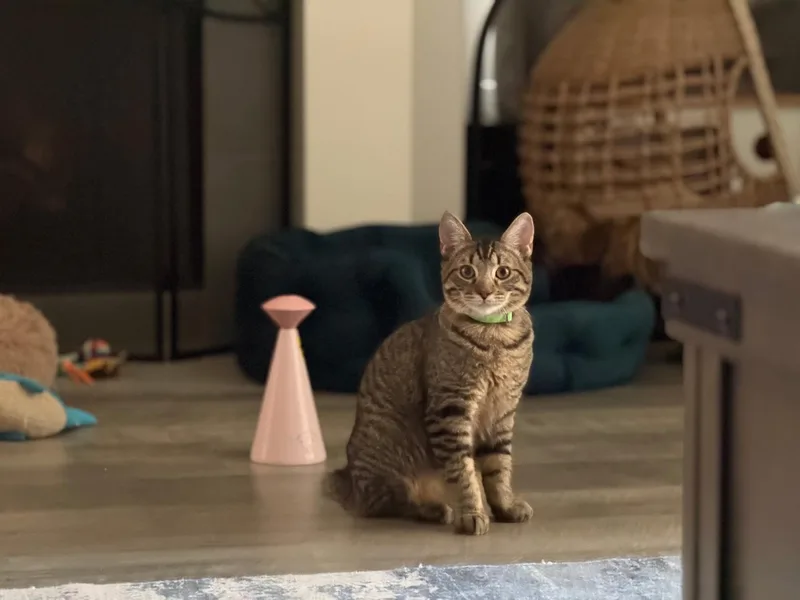 A baby medium-sized male Tabby (Gray / Blue / Silver) Domestic Short Hair cat named Picard for adoption in Rossville, TN