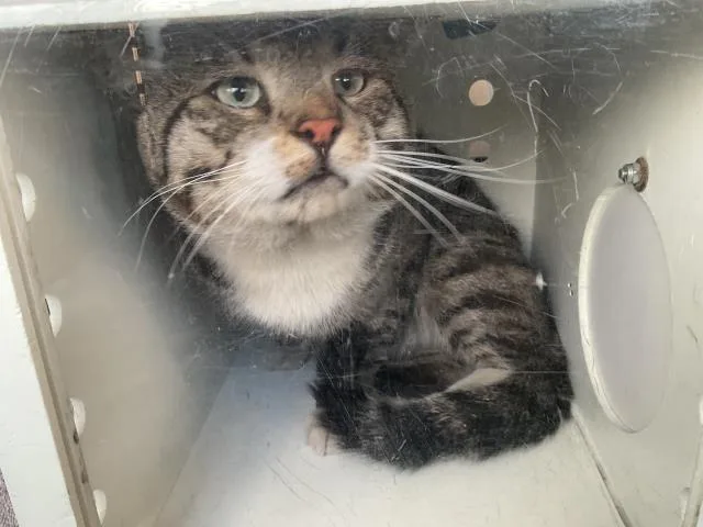 An adult large-sized male Domestic Short Hair cat named Hobbes for adoption in Ontario, CA