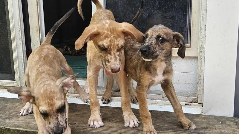 A baby medium-sized male Mixed Breed dog named Alfalfa for adoption in Peoria, IL