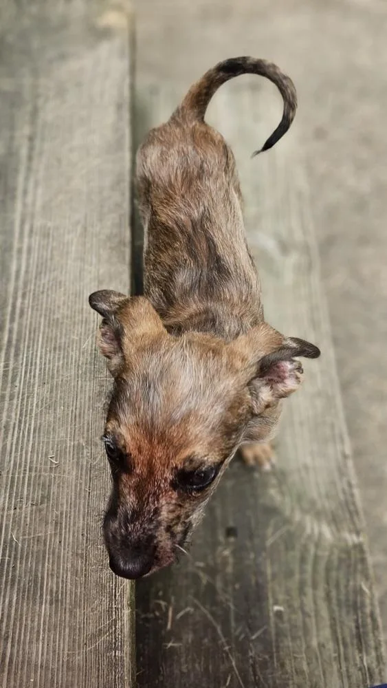 Alfalfa thumbnail 3
