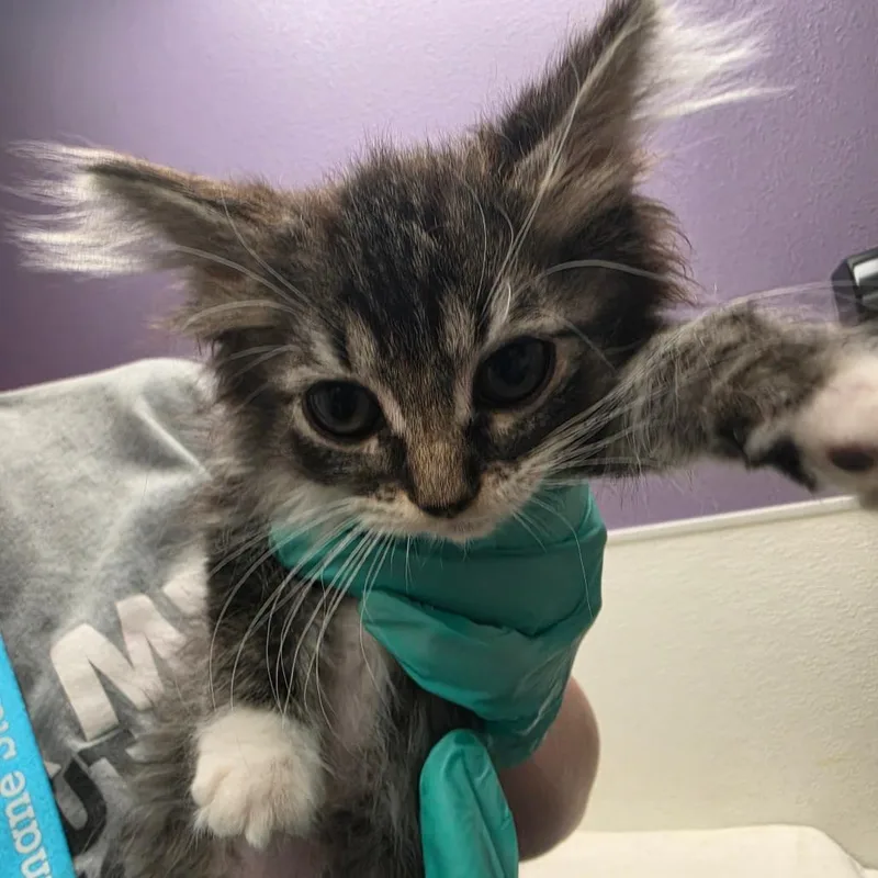 Stray Hold Beast