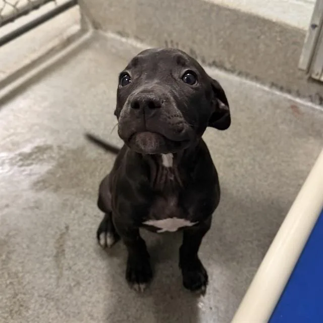 A baby medium-sized female Pit Bull Terrier dog named Helen for adoption in Huntsville, AL