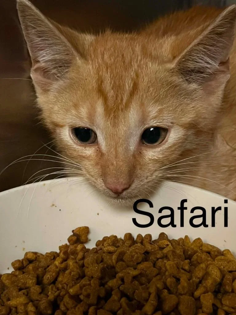 A baby small-sized male Domestic Short Hair cat named Safari for adoption in Princeton, IN